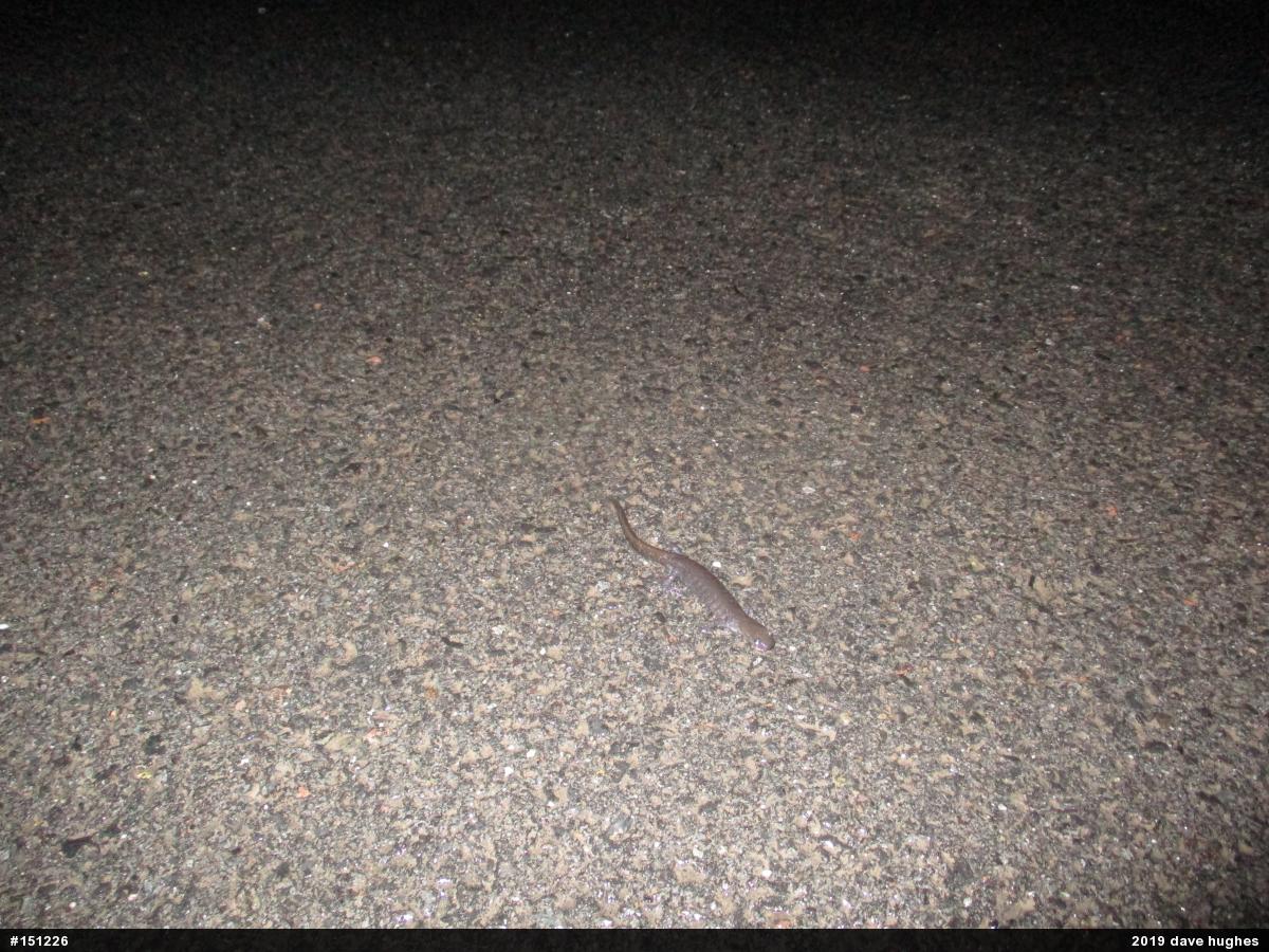 Jefferson Salamander