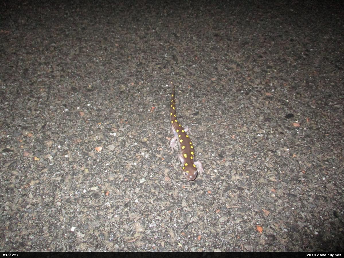 Spotted Salamander
