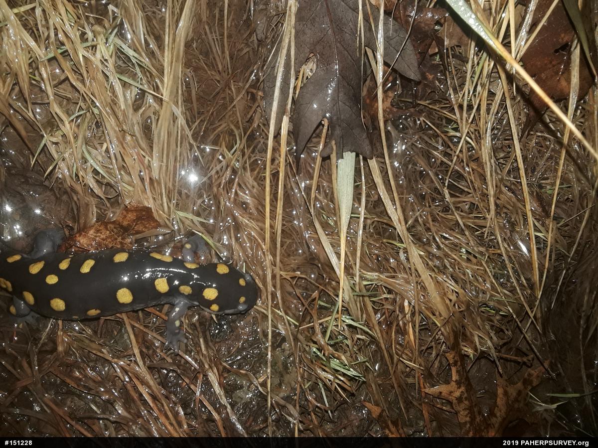 Spotted Salamander