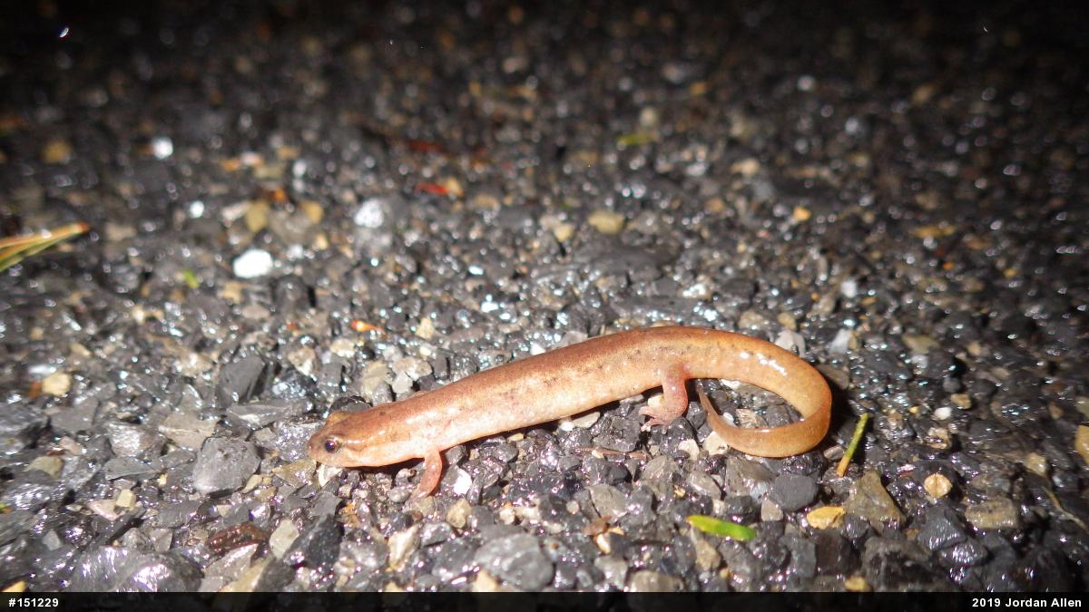 Northern Dusky Salamander