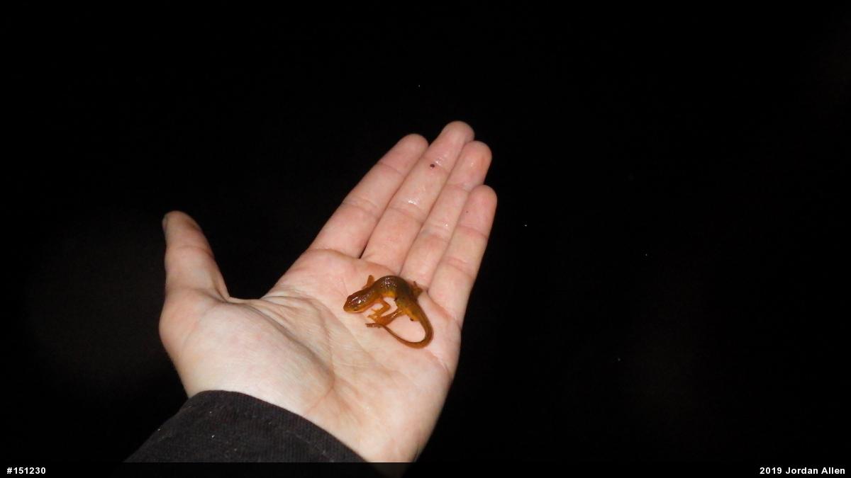 Red-spotted Newt