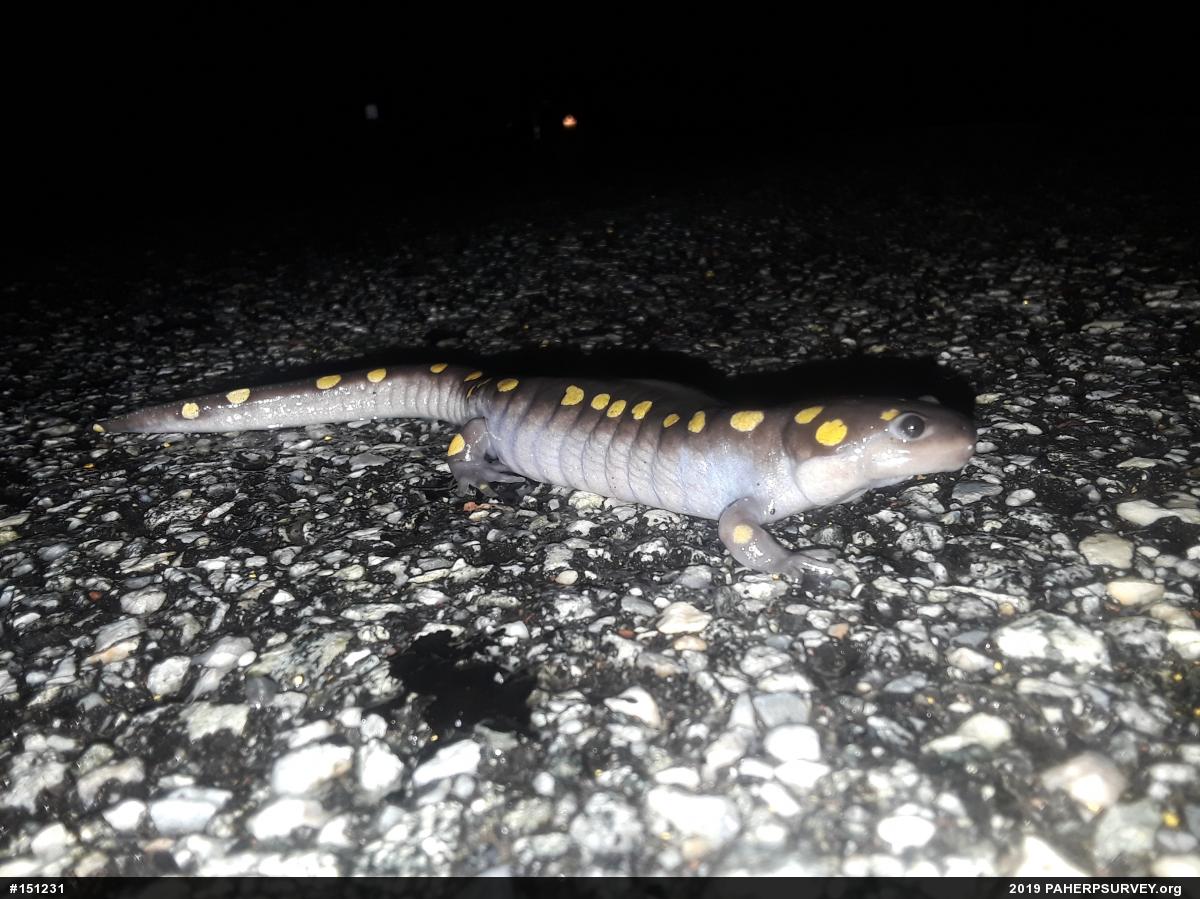 Spotted Salamander