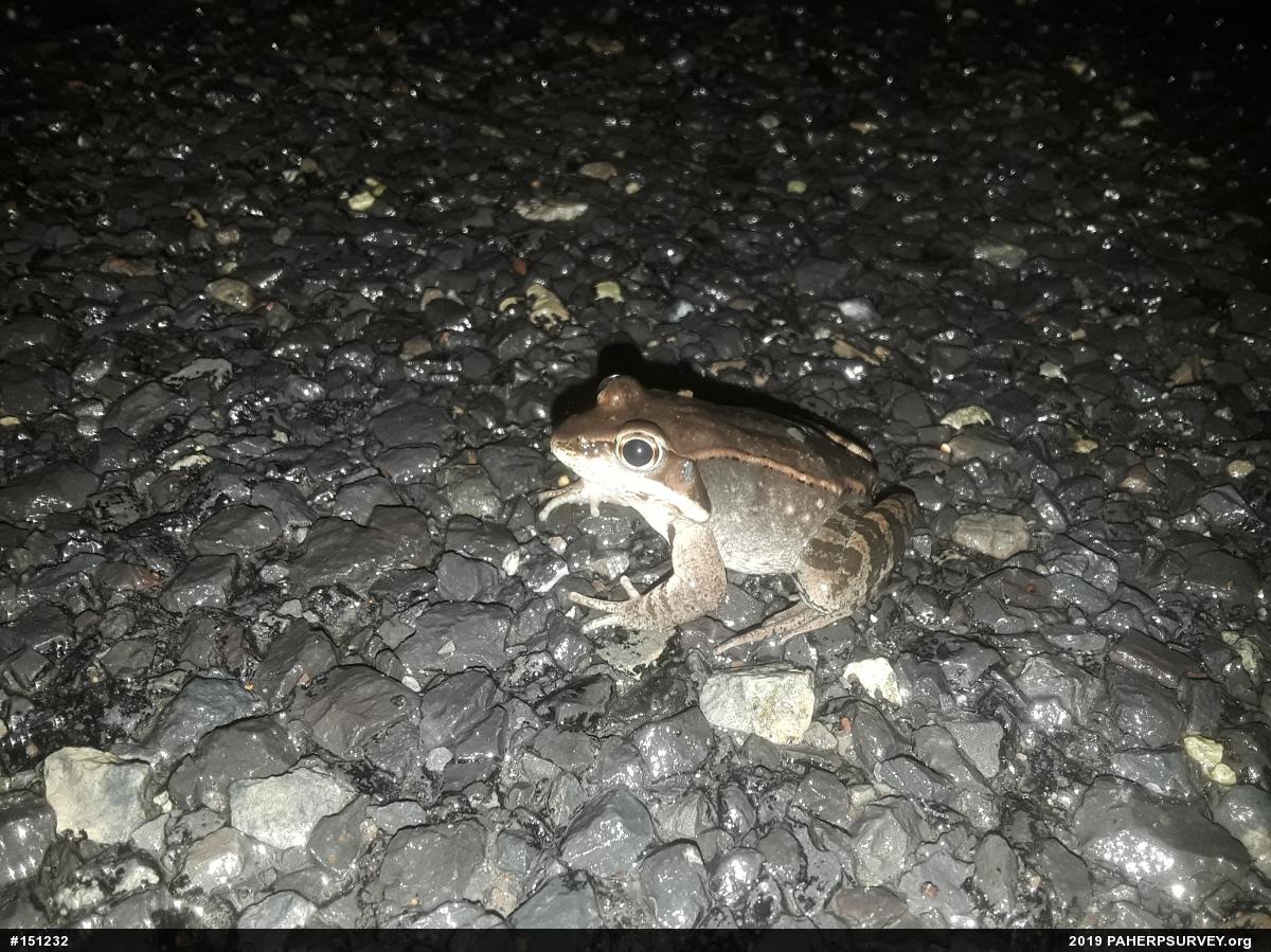 Wood Frog