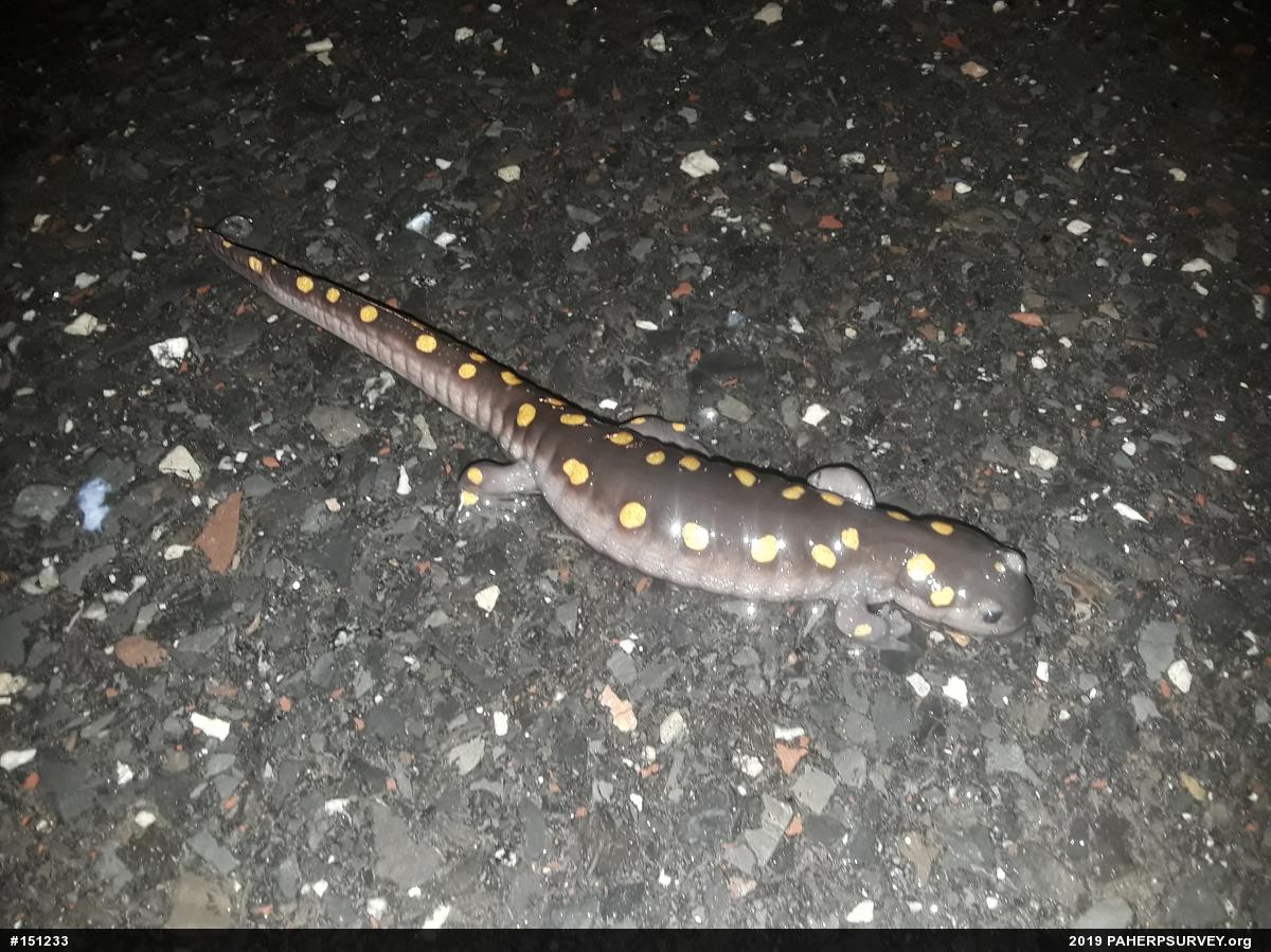 Spotted Salamander