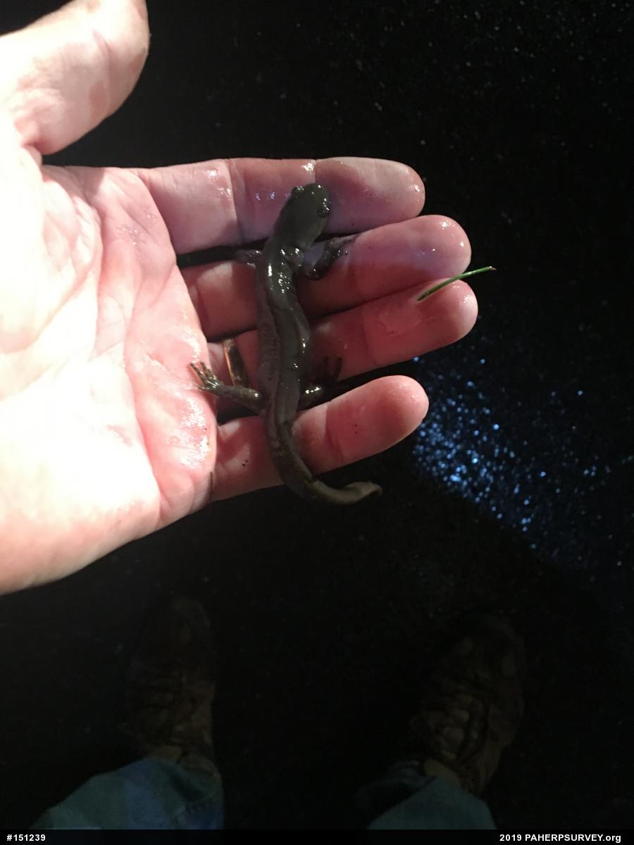 Jefferson Salamander