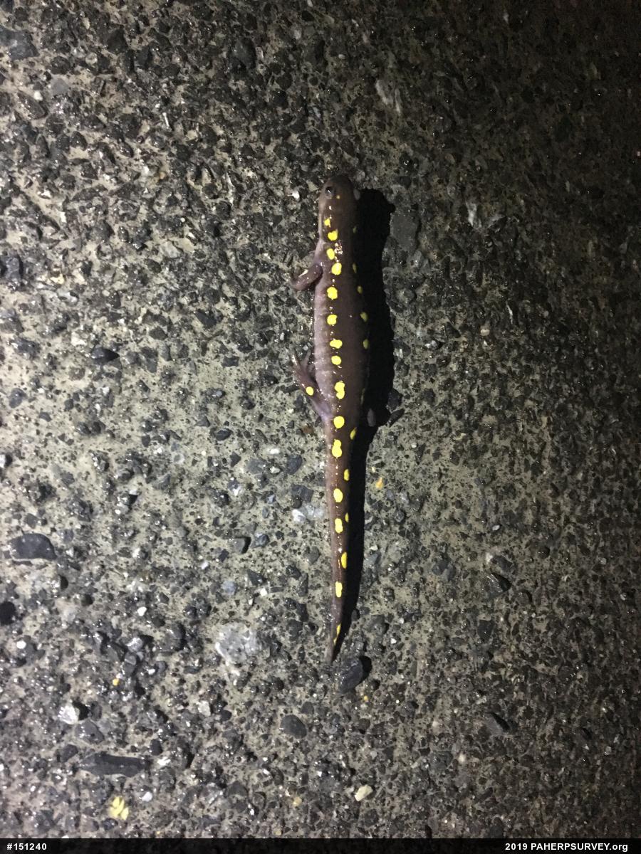 Spotted Salamander