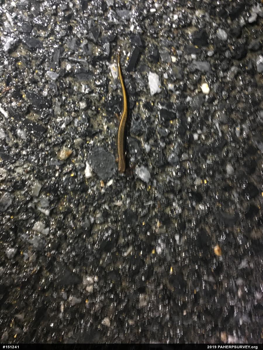 Northern Two-lined Salamander