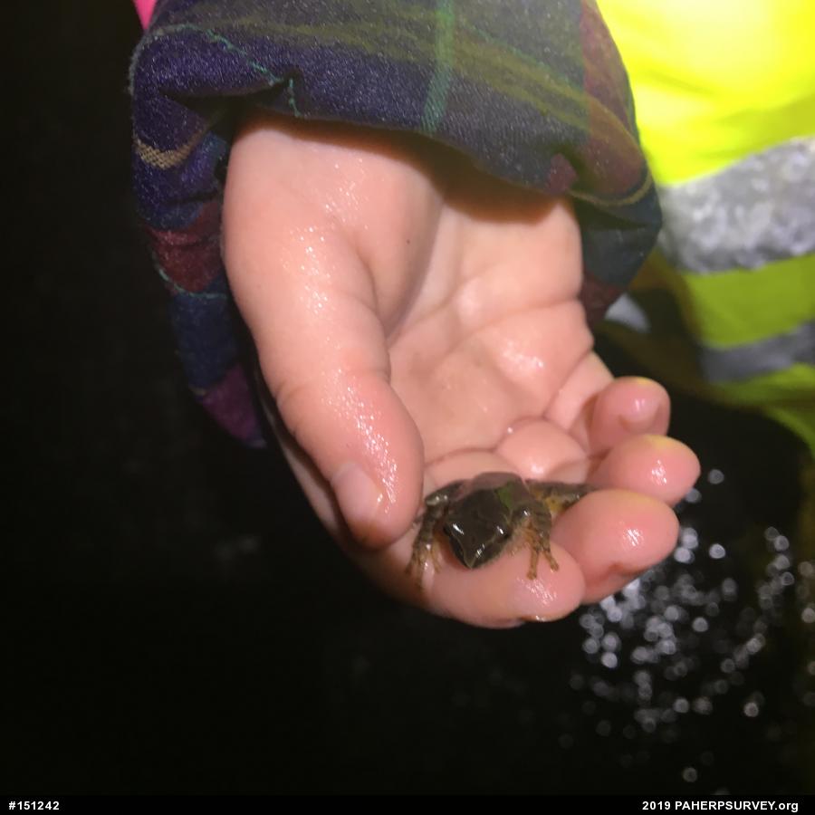 Spring Peeper