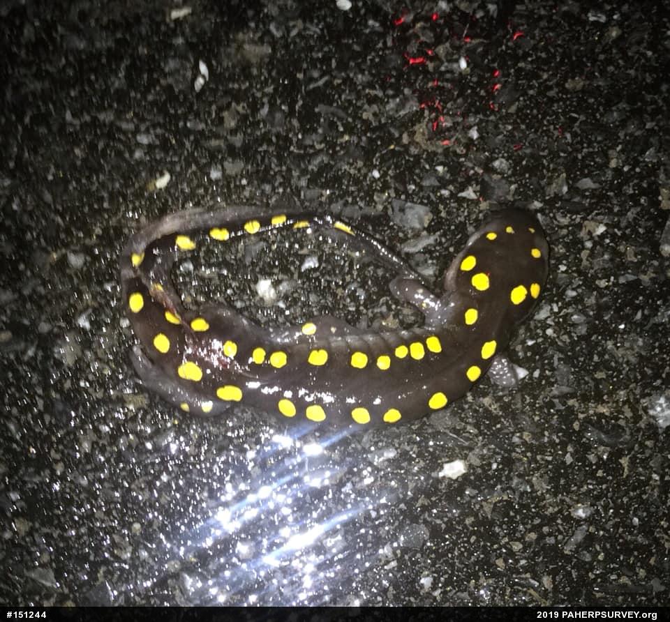 Spotted Salamander