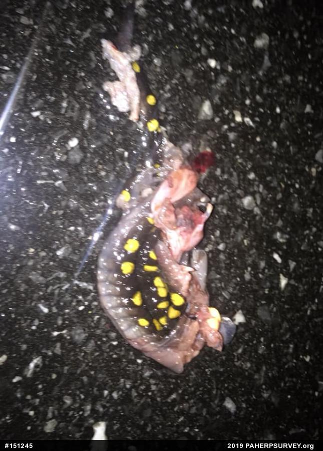 Spotted Salamander