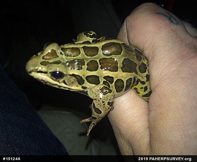 Pickerel Frog