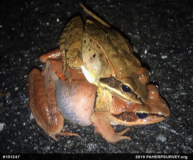 Wood Frog