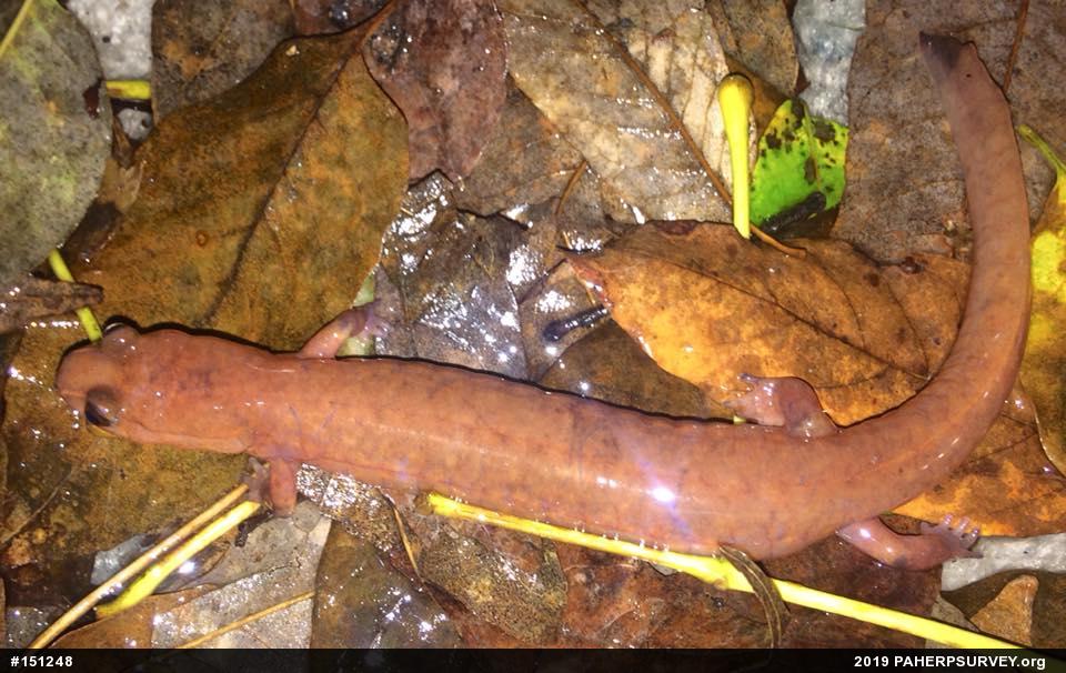 Northern Spring Salamander