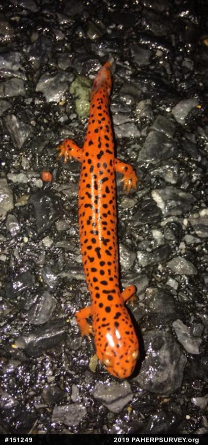 Northern Red Salamander