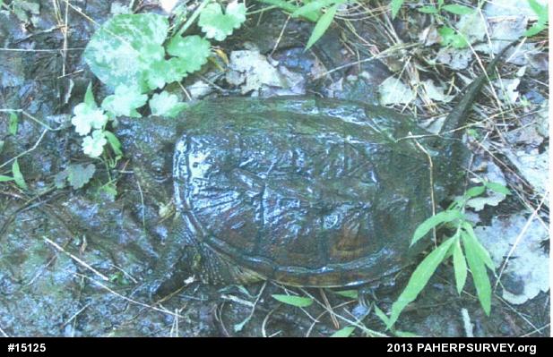 Snapping Turtle