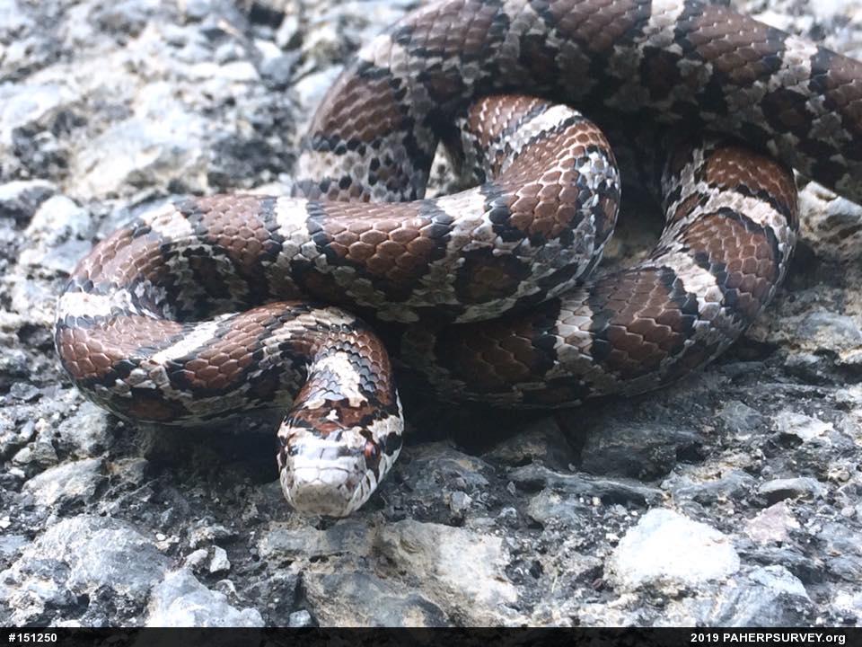 Eastern Milksnake