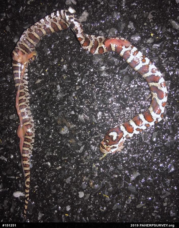 Eastern Milksnake