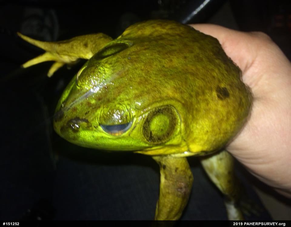 American Bullfrog