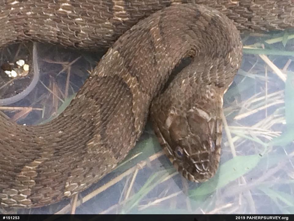 Northern Watersnake