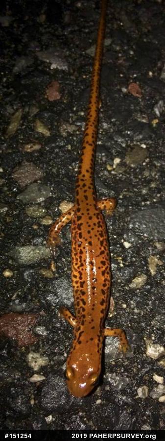 Eastern Long-tailed Salamander