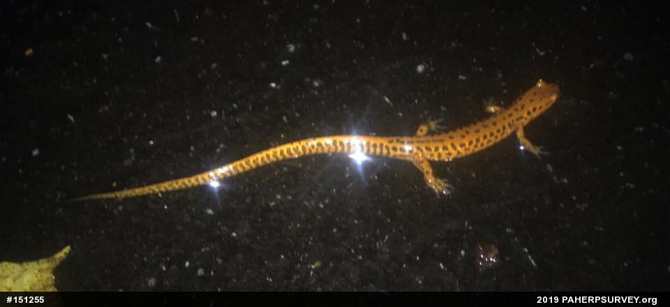 Eastern Long-tailed Salamander