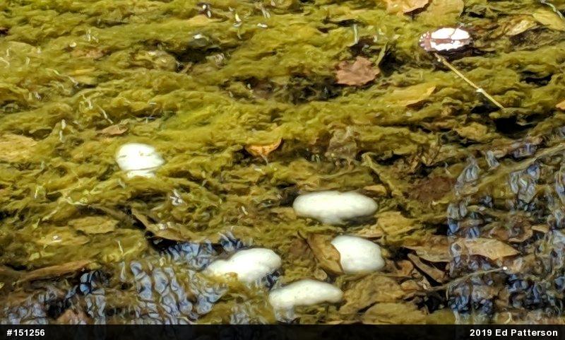 Spotted Salamander