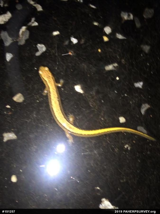 Northern Two-lined Salamander