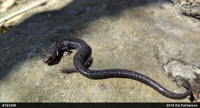Valley And Ridge Salamander