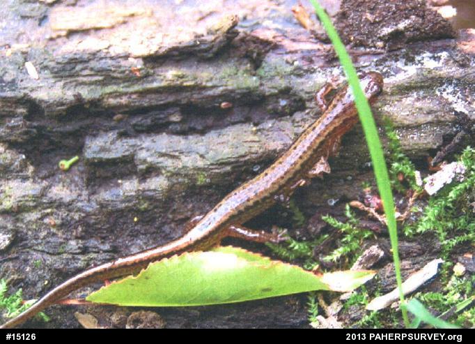 Northern Two-lined Salamander