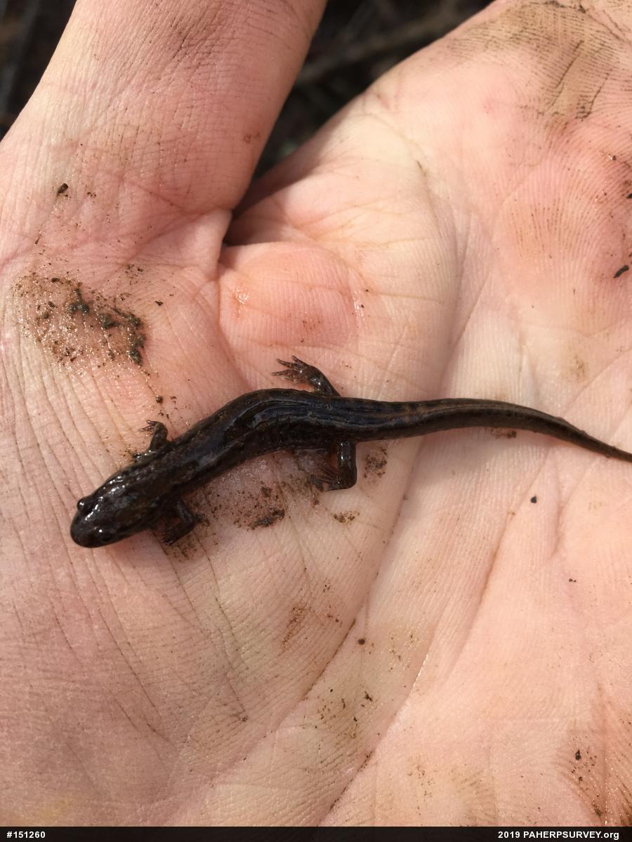 Northern Dusky Salamander