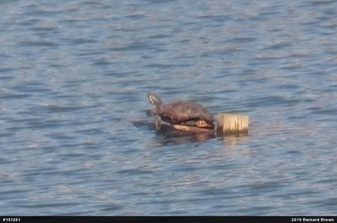 Pond Slider