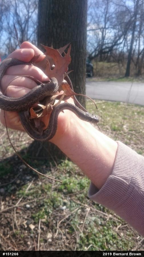 Eastern Gartersnake