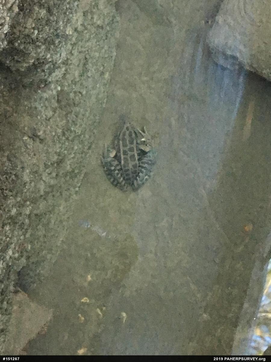 Pickerel Frog