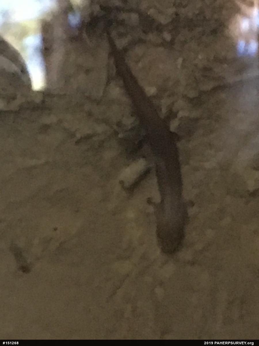 Northern Dusky Salamander