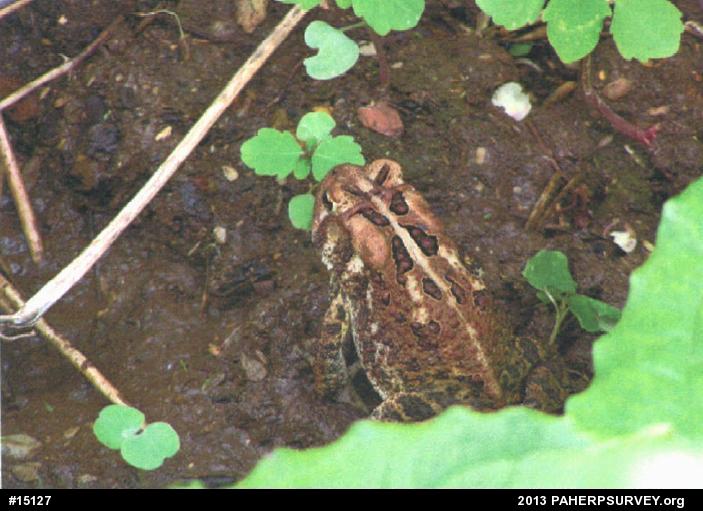 Eastern American Toad