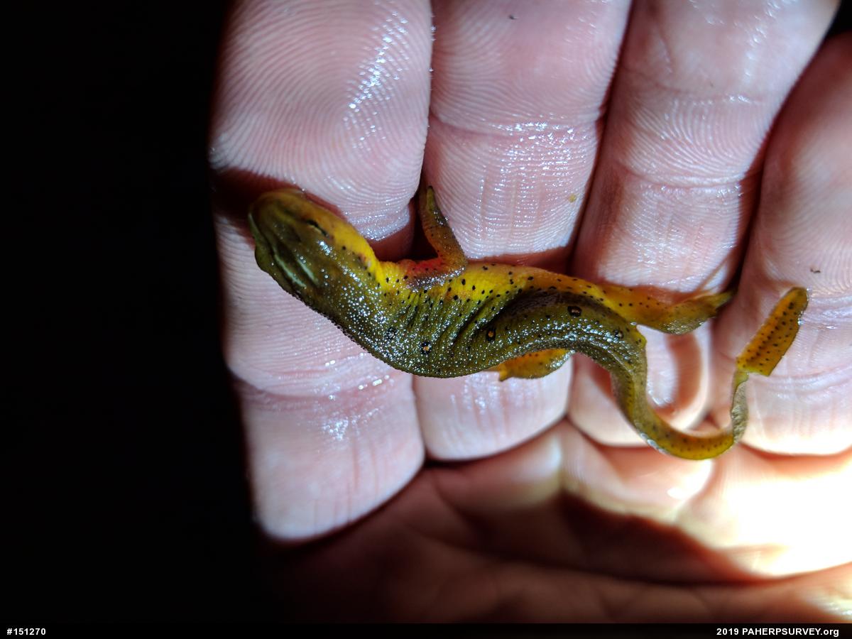 Red-spotted Newt