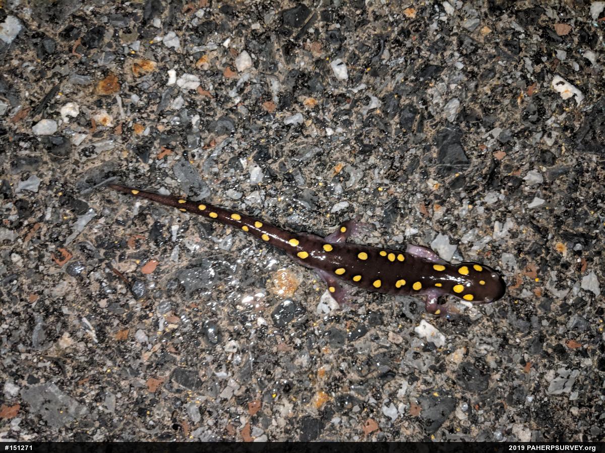 Spotted Salamander