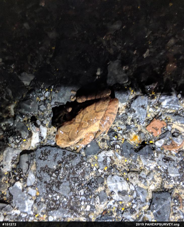 Spring Peeper