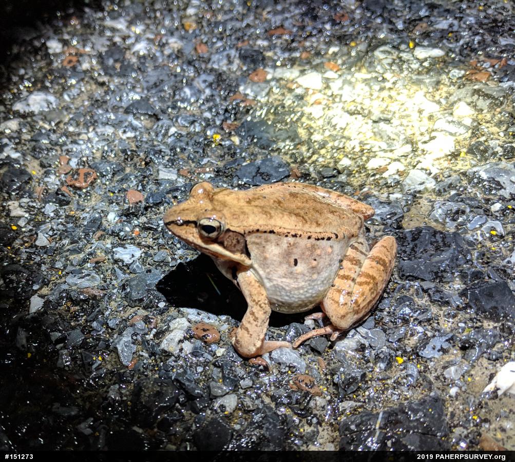 Wood Frog