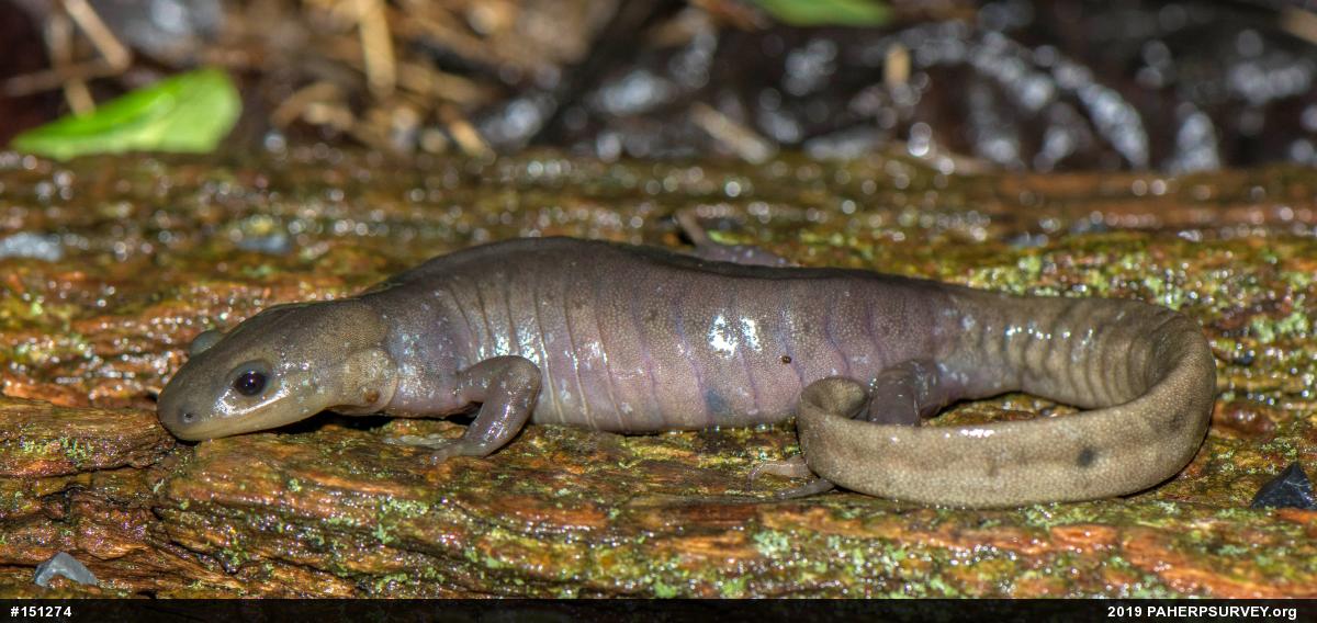 Jefferson Salamander