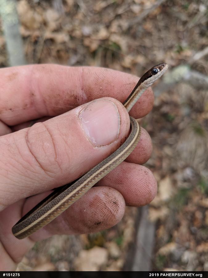 Common Ribbonsnake