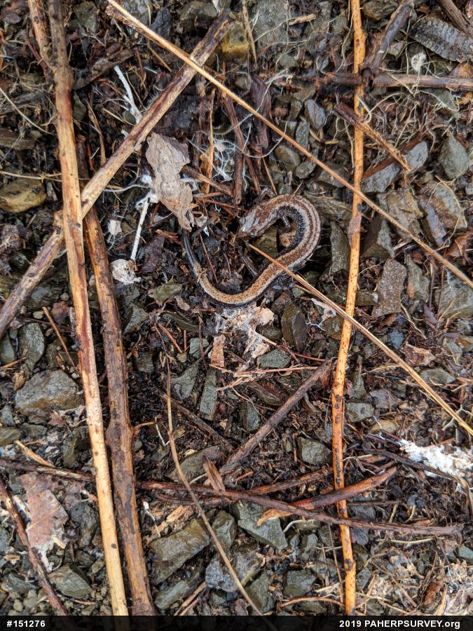 Eastern Red-backed  Salamander