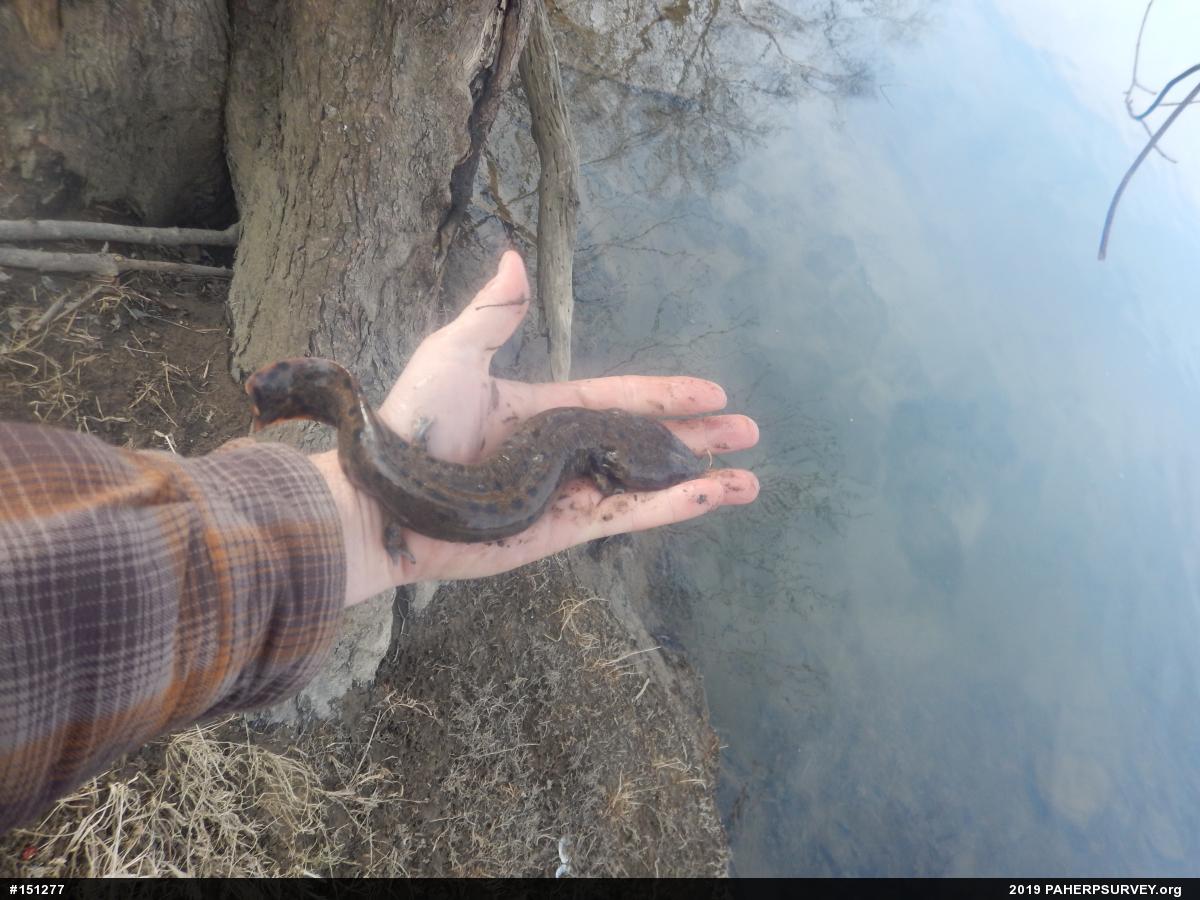 Common Mudpuppy