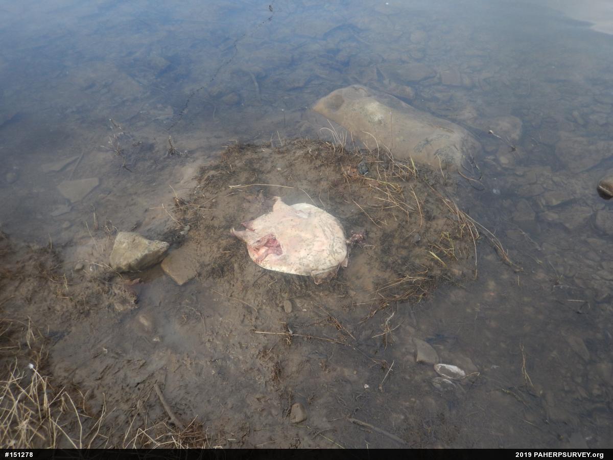 Eastern Spiny Softshell