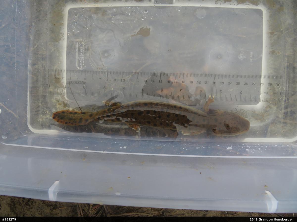Common Mudpuppy