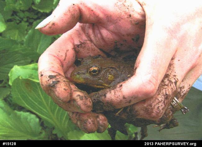 Green Frog