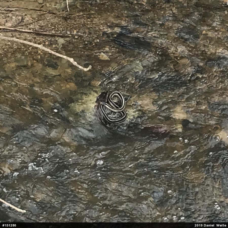 Eastern Gartersnake
