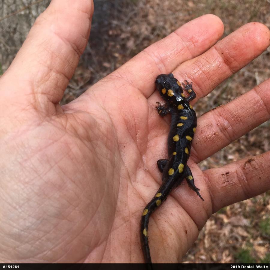 Spotted Salamander