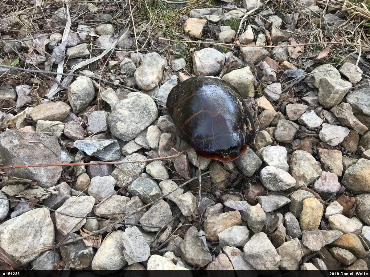 Painted Turtle