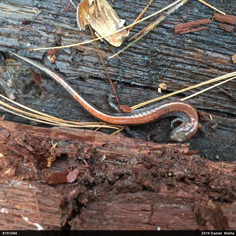Eastern Red-backed  Salamander